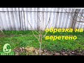 Как обрезать персик на веретено