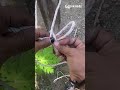 #Knots #KnotTying #CampingLife #Bushcraft #OutdoorSkills #DIYTips