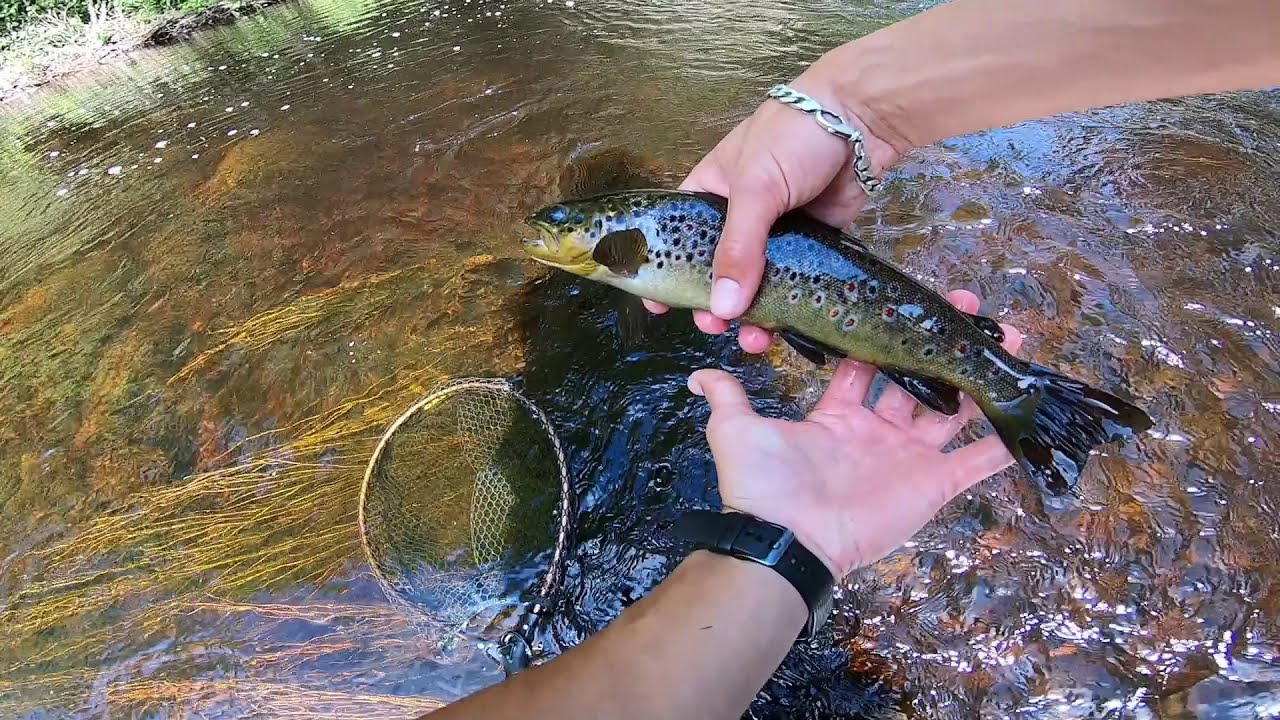 Bäcköringsjakt med flugfiske sommarn 2020