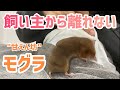 モグラは懐くとこんなに甘えるんです