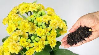 It's easy! Basic rules for caring for KALANCHOE BLOSSFELD so that the flowering lasts longer