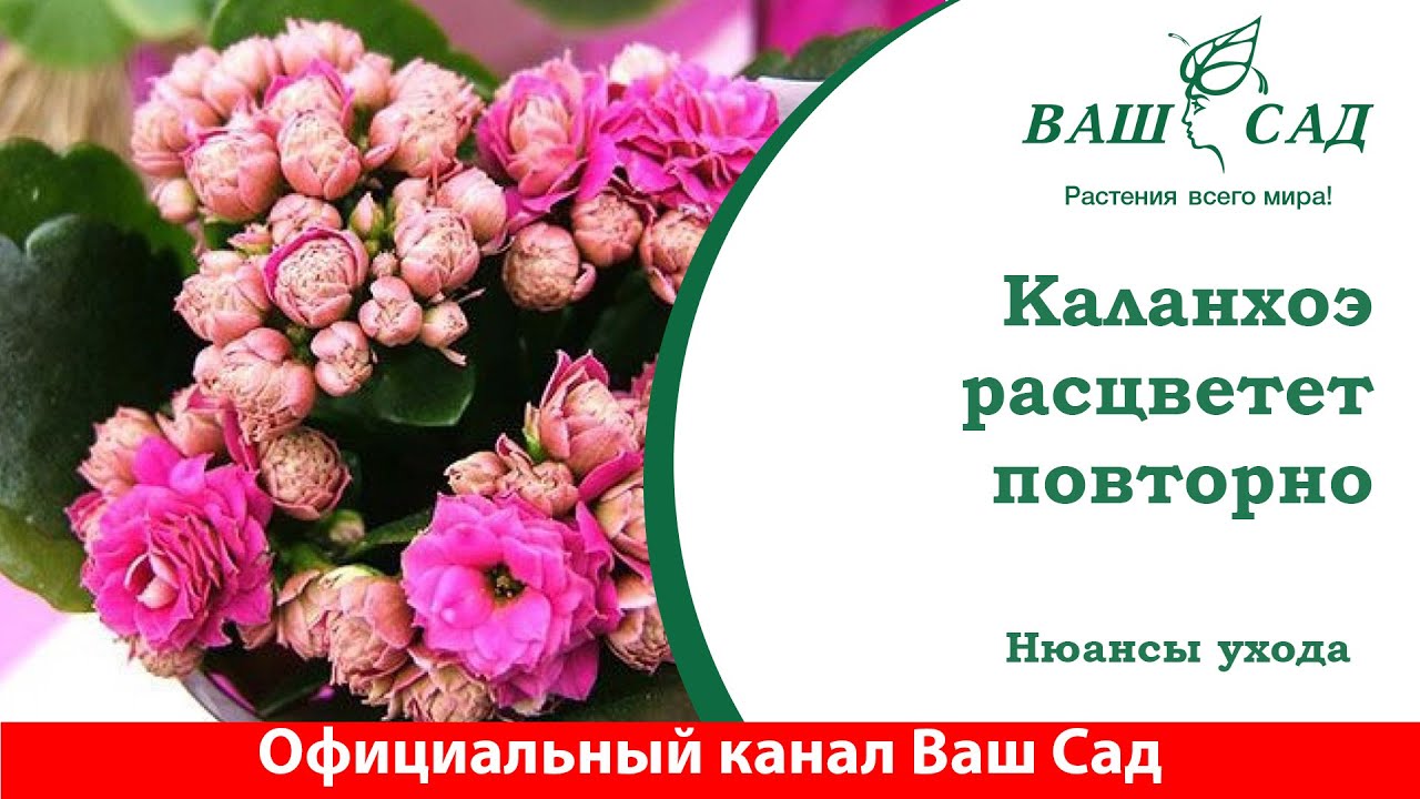 Что делать, чтобы Каланхоэ расцвёл повторно? Ваш сад