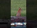 He's got a bet in the last race 🦊