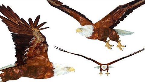 3D Flying Eagle (3 Views) - Motion Graphics - Videohive