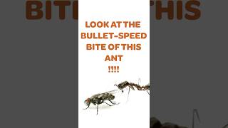 Dorylus - Bite the Bullet