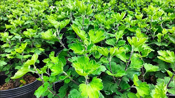 bấm đọt cho cúc thân gỗ, cúc cổ sơn la, so sánh giữa hai cách bấm đọt khác nhau, hoa Tết 2024