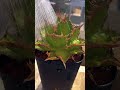 アガベ　海王　水やり