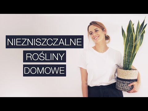 Wideo: Jakie rośliny rosną w Kerali?