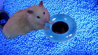 Hamster Escapes the maze | Hamster Ball pool Maze@Hamsterlucky #hamstermazewithtraps #hamsterescape