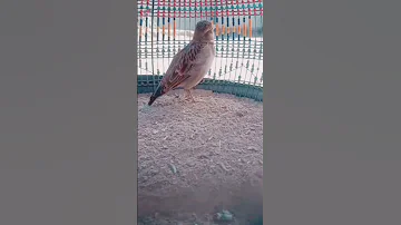 Mashadi Jal Shoqi 