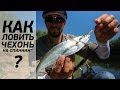 Как ловить чехонь на спиннинг. Андрей Старков. [FishMasta.ru]