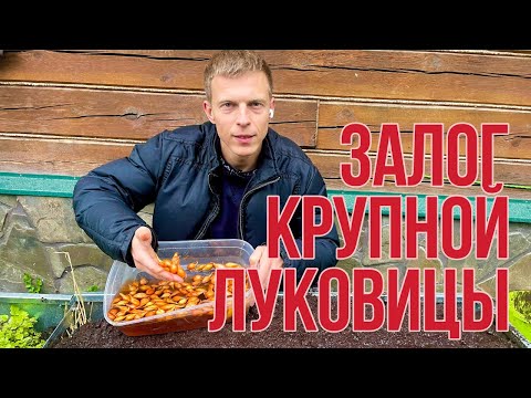 Луковица вырастет курпной! Как сажать лук на крупные луковицы