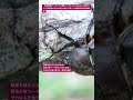 【昆虫衝撃アーカイブ】衝撃！カブトムシ。みなさんに届けたい、子孫繁栄のために彼らが選んだ驚くべき戦略行動の記録映像 #カブトムシ #生態 #昆虫図鑑 #昆虫観察 #insects #undaze