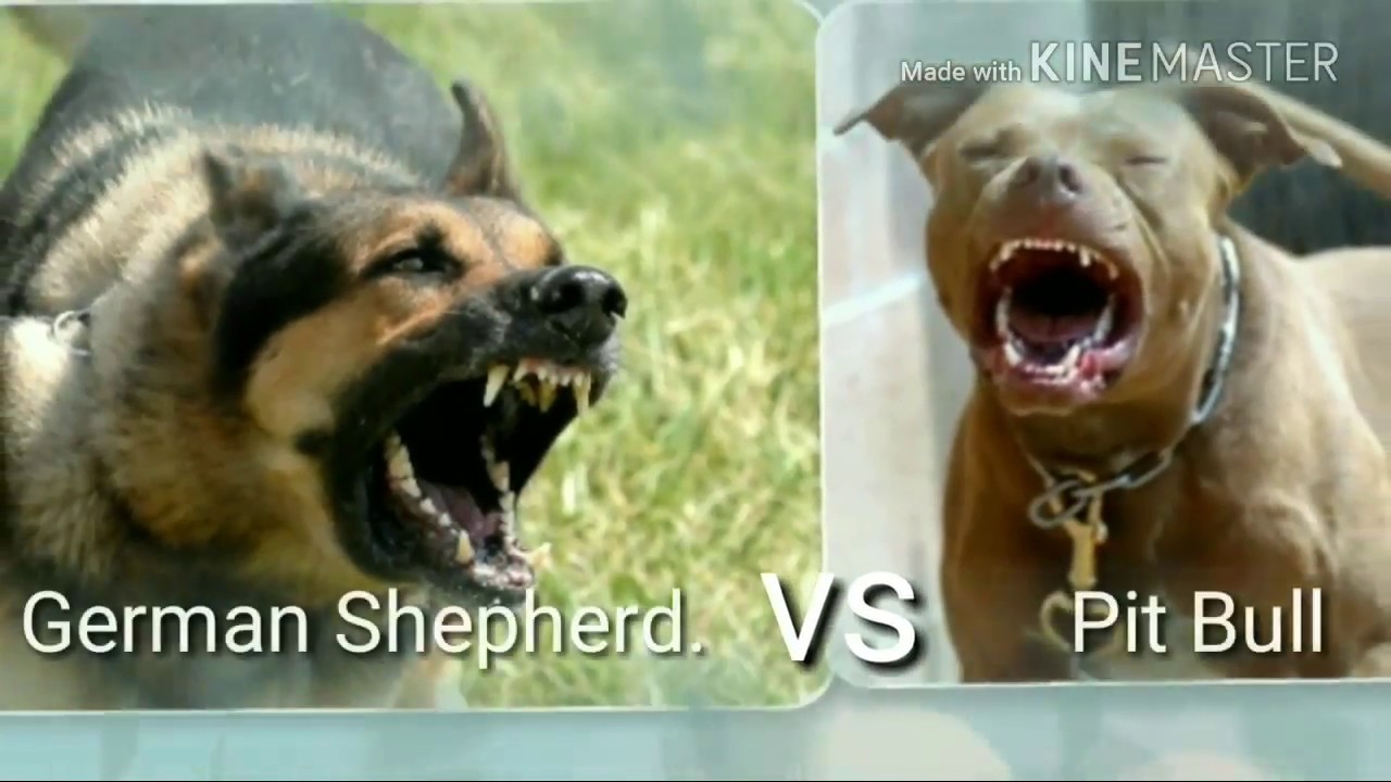 Pitbull vs German Shepherd dog fight.....🐾🐾 YouTube