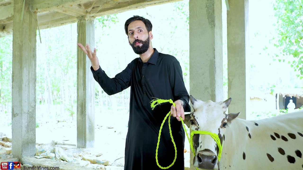 Qurbani Eid al-Adha Buner Vines new funny video. 