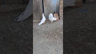 Golden Indian Highflyer pigeons #pigeon #kabootar #birds #kabutar