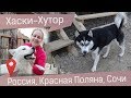 Питомник Хаски-Хутор на Роза Хутор (Красная Поляна): собачья любовь навсегда