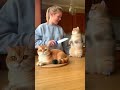 “Why Is This Cat BEGGING Her to Stop?” 😬🍰  #CatLife #FunnyPets #ViralMoment #Shorts #PetVideo