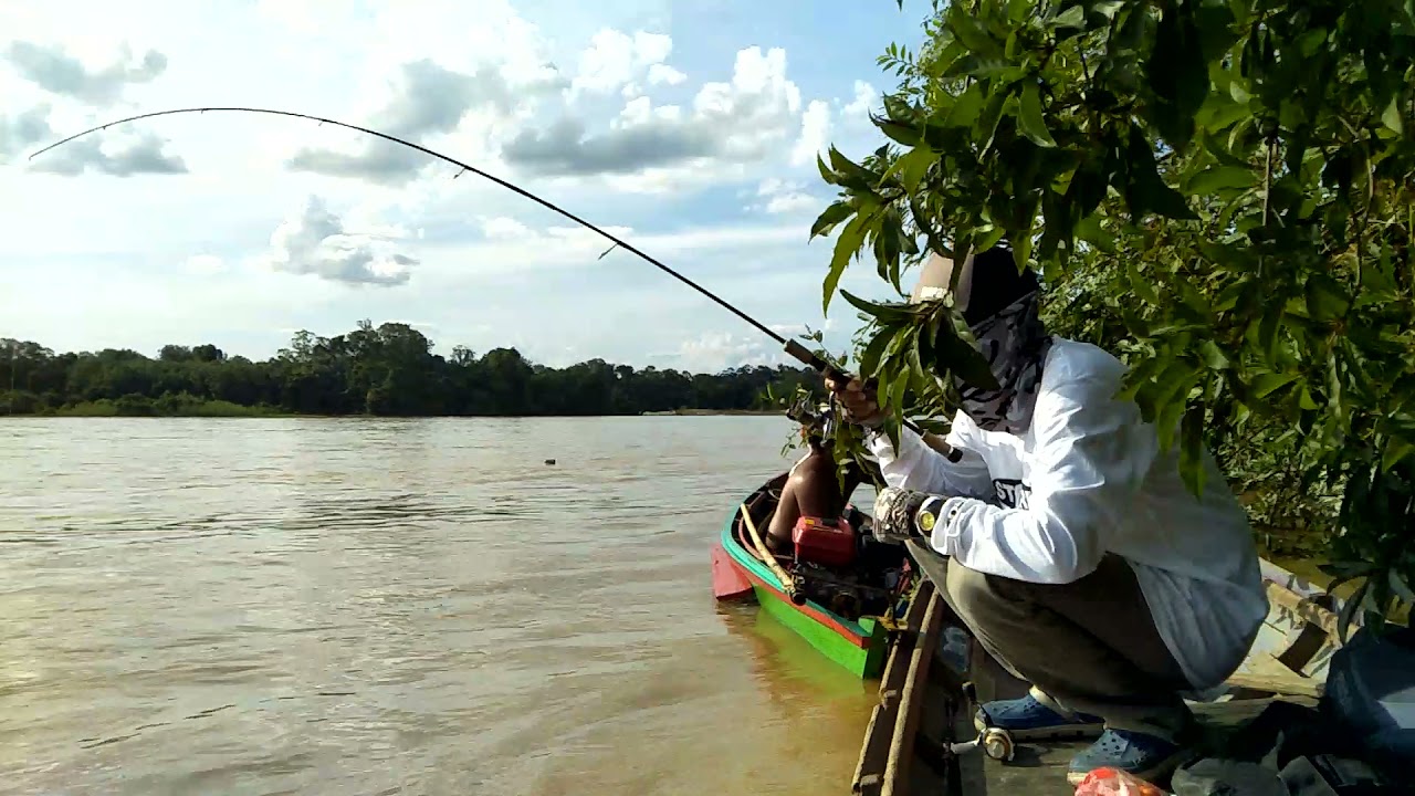 Mancing lais tabiring sungai kahayan 