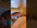 Hippo Fart KO | 하마 방구 KO | カバのおならKO #animals #wildlife