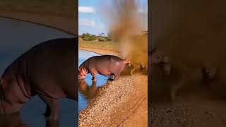 Hippo Fart Ko 하마 방구 Ko カバのおならKo