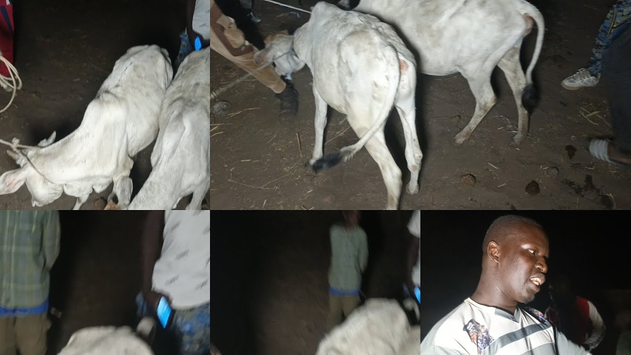 Partage des bœufs a guaguè Cherif montagne soum sicampaye de diamè ndague et mbamnè foundiougne