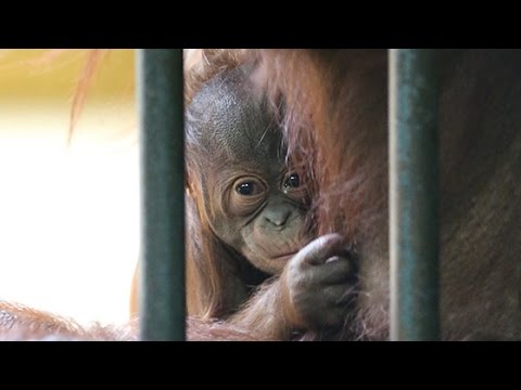 オランウータン赤ちゃん公開 円山動物園 Youtube