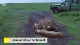 Top 20 Incredible Safari Moments Caught on Camera 2020