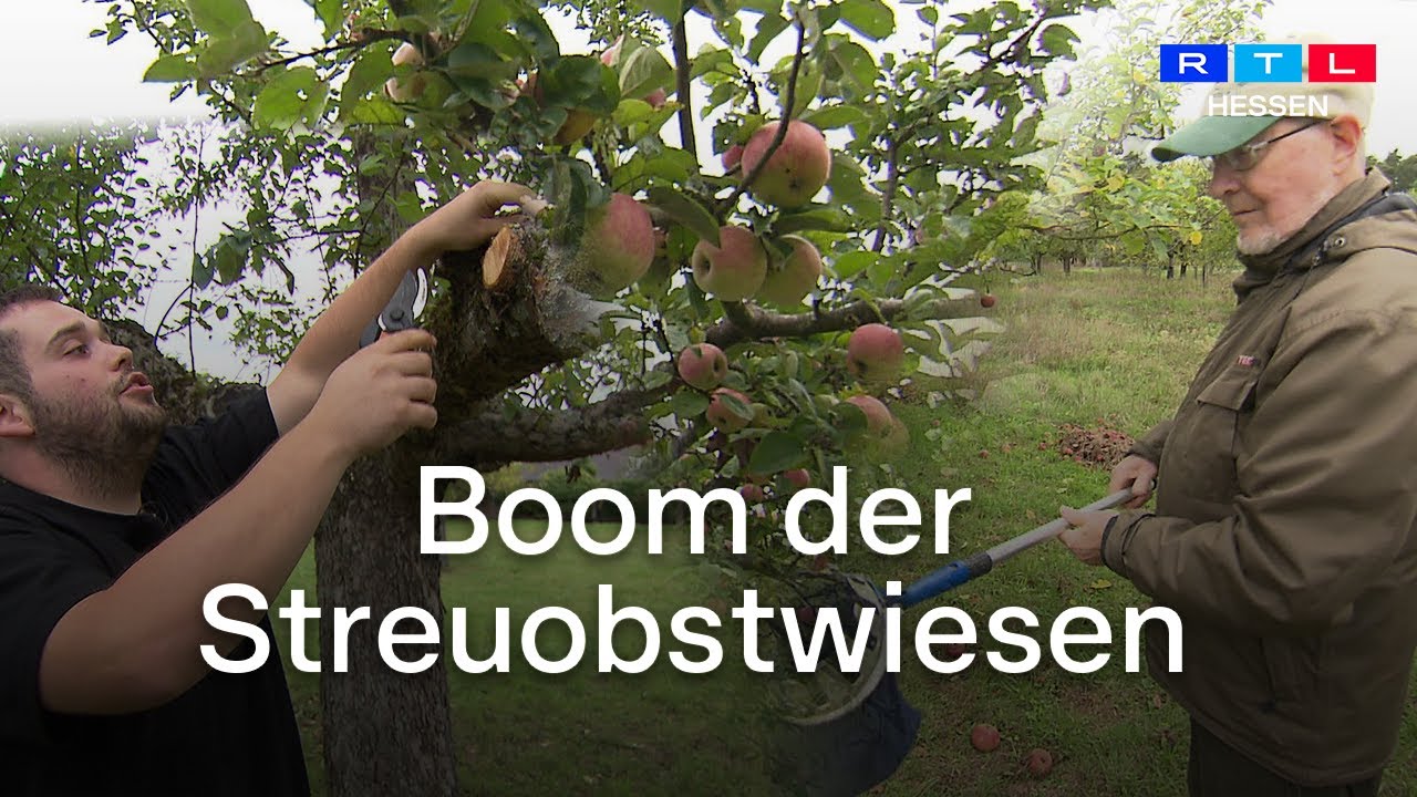 Streuobstwiesen werden beliebter, nicht nur bei den Obstfreunden