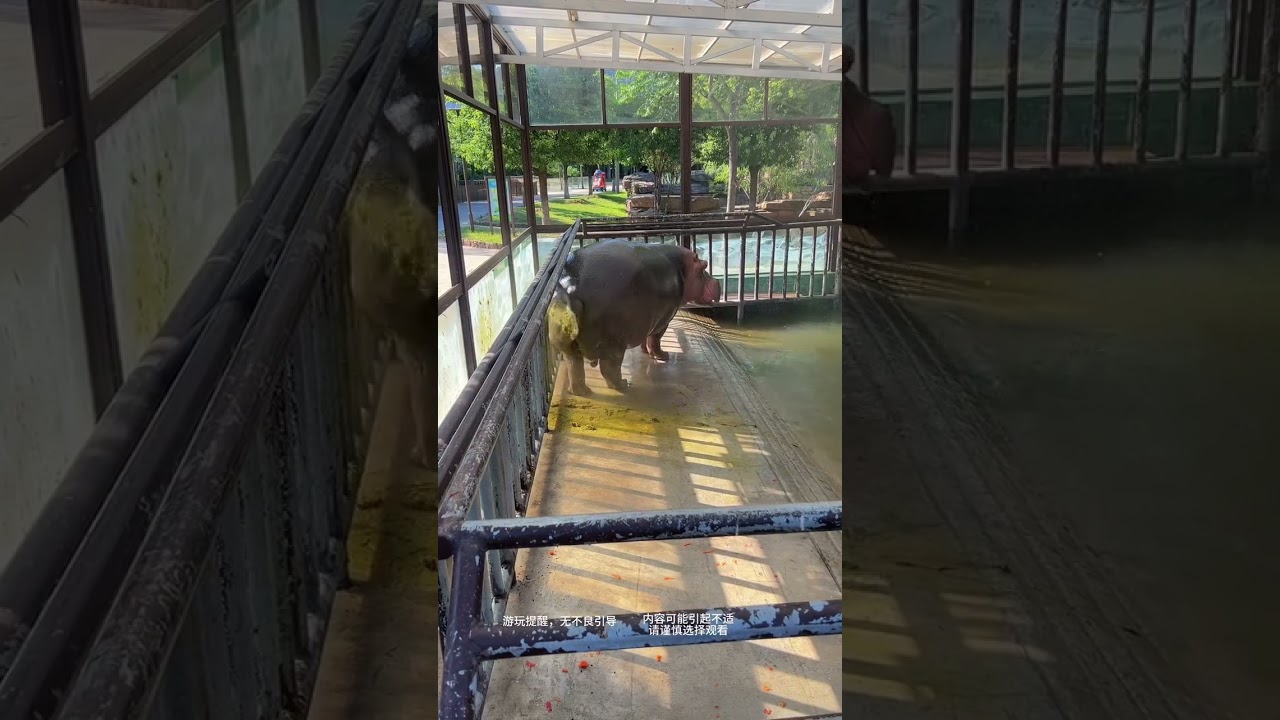 Напоминание о посещении зоопарка.  Если при посещении заповедника вы встретили бегемота задом к вам