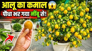 1 फ्री खाद और नींबू का पौधा फूलों से लद गया!