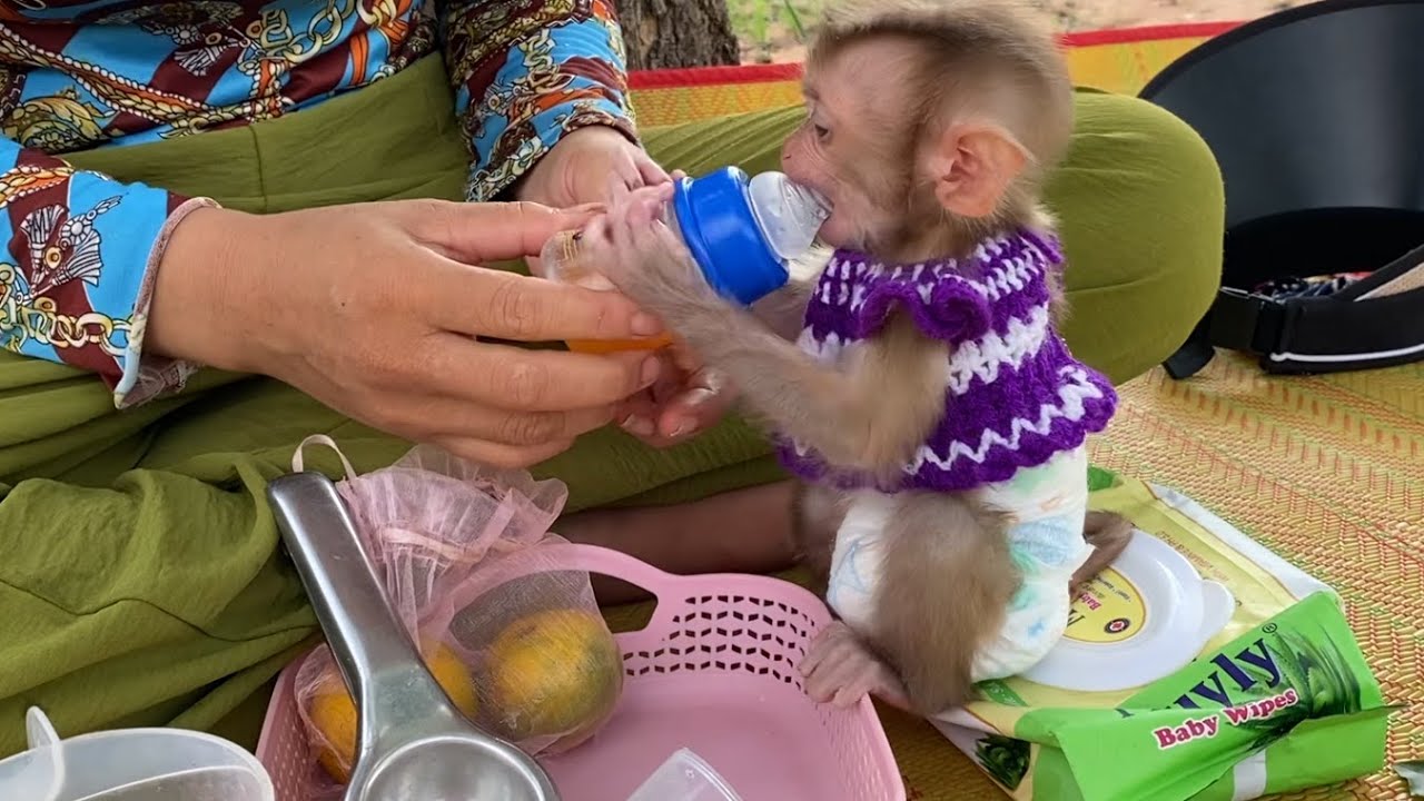 Delicious!! Mom made orange juice for the cute monkey LIORA to drink in the rice field