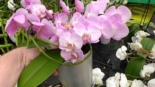 ЗАВОЗ редких орхидей в ВЁДРАХ обалденные крупно цветковые орхидеи // обзор орхидей