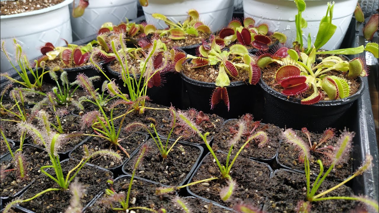 ¿Cómo cultivar plantas Carnívoras dentro de casa? (Cultivo Indoor)