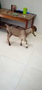 MONGGO PINARAK JAJAN E DI DAHAR