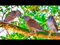 Indian sparrow birds  akash mokal 