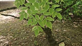 Aralia elata 'Aureovariegata' arálie štíhlá