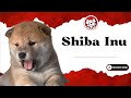 Unleash The Fun Facts: Shiba Inu Puppies