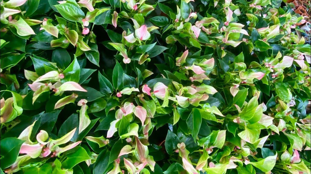 අපිත් එක්ක එකතු වෙලා ඇන්තුරියම් හදන්න ආස ඔයාලා වෙනුවෙන්📢 වටිනම ලස්සනම වර්ග 2ක් තියනවා ඔන්න...