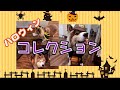 ハスキーがハロウィンコスプレをしたのでまとめてみた