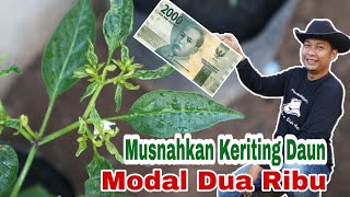 METODE TERBARU, ATASI KERITING DAUN MODAL 2.000 RUPIAH SAJA !!