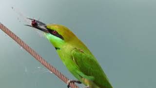 A Green beeeater swallowing dragonfly