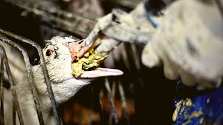 How Is Foie Gras Obtained Knowing This Will Change Your Look At Foie Gras For Ever