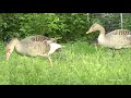 Дикие серые гуси и утки кряквы на прогулке (Anser anser, Anas platyrhynchos)