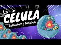 LA CÉLULA ⚡Organelos funciones y estructuras básicas nivel experto en 8 minutos