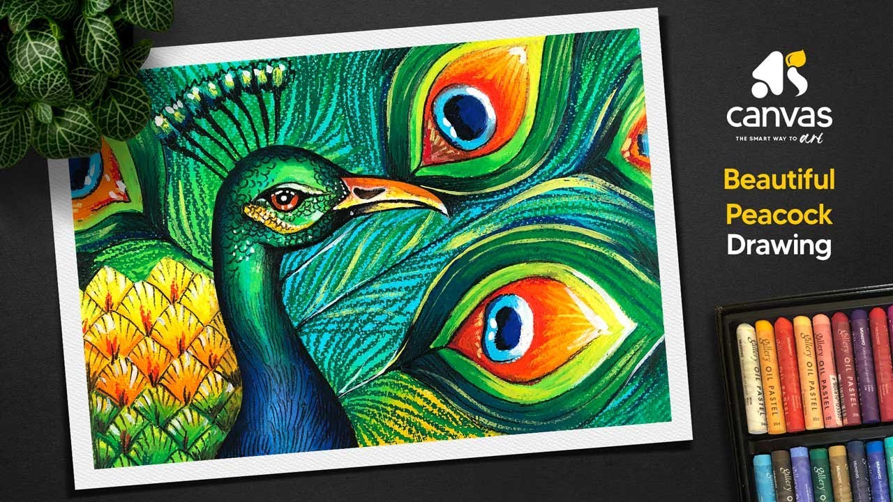 Oil Pastel Drawing / Oil Pastel Peacock Drawing / Peacock Drawing ...