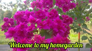 🌹🌹MY HOME GARDEN 🌹🌹