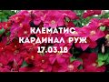 Клематис 17.03.18 Посадка клематис Кардинал руж