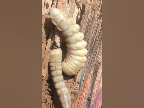 Gusanos de pino | larvas #aventura #naturaleza - YouTube