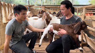 Zon bought more goats to raise, vang hoa, king kong amazon